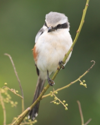 Dzierzba białoskrzydła - Lanius mackinnoni - Mackinnon's Shrike