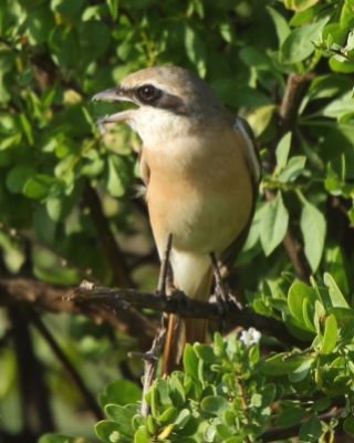 Dzierzba pustynna - Lanius isabellinus - Isabelline Shrike