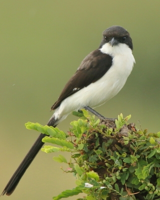 Dzierzba sawannowa - Lanius cabanisi - Long-tailed Fiscal