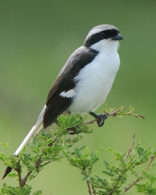 Dzierzba srokoszowata - Lanius excubitoroides - Grey-backed Fiscal