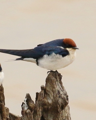 Jaskółka rdzawogłowa - Hirundo smithii - Wire-tailed Swallow