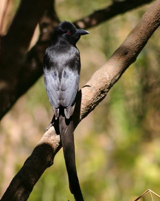 Kruczek - Ptilostomus afer - Piapiac