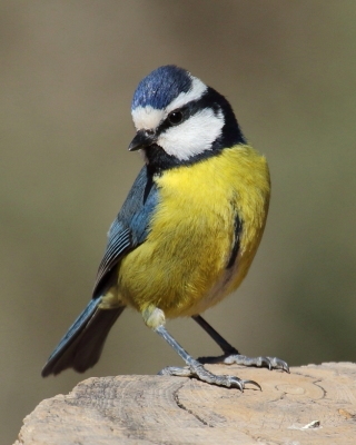 Modraszka kanaryjska - Cyanistes teneriffae - Canary Islands Tit