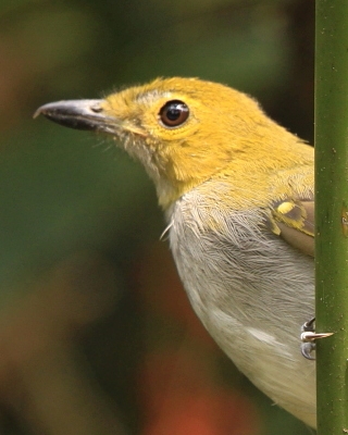 Nikator żółtobrzuchy - Nicator chloris - Western Nicator