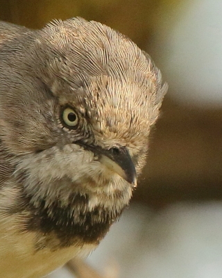 Nikornik obrożny - Apalis thoracica - Bar-throated Apalis