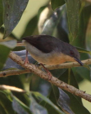 Nikornik kongijski - Apalis rufogularis - Buff-throated Apalis