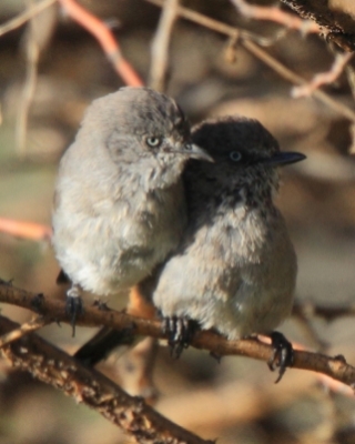 Pokrzewka złowroga - Curruca subcoerulea - Rufous-vented Warbler