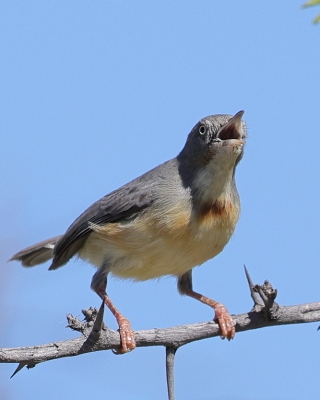 Popielatka akacjowa - Eremomela usticollis - Burnt-neck Eremomela