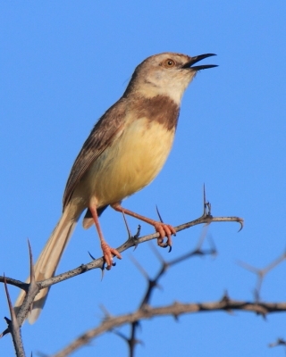 Prinia obrożna - Prinia flavicans - Black-chested Prinia