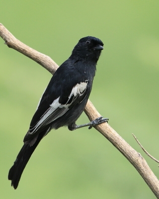 Sikora czarna - Melaniparus niger - Southern Black Tit