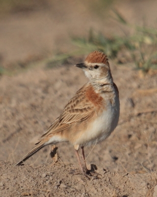 Skowrończyk rdzawołbisty - Calandrella cinerea - Red-capped Lark