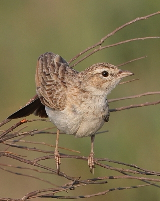 Skowroniec białobrzuchy - Calendulauda africanoides - Fawn-colored Lark