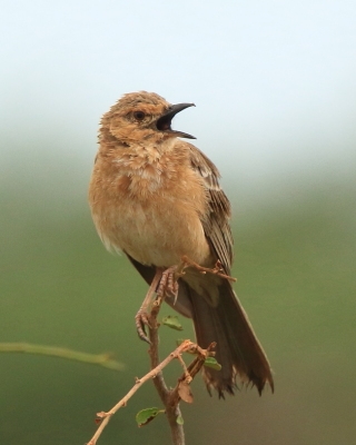 Afroskowronek rdzawolicy - Calendulauda poecilosterna - Pink-breasted Lark