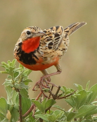 Pliszkowate - Motacillidae - Wagtails and Pipits