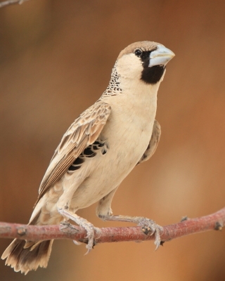 Wikłaczowate - Ploceidae - Weavers