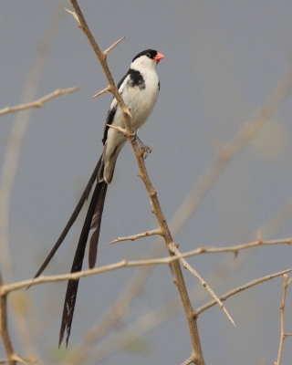Wdówki - Viduidae - Indigobirds
