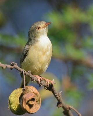 Akacjówek - Phyllolais pulchella - Buff-bellied Warbler