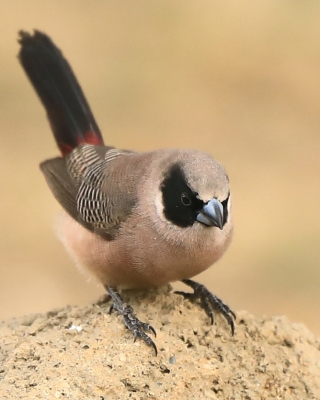 Astryldowate - Estrildidae - Waxbills