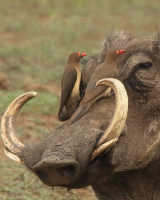 Bąkojady - Buphagidae - Oxpeckers