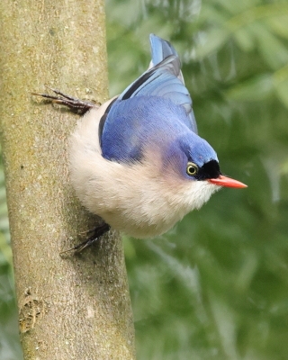 Bargliki - Rockwrens and Bushwrens