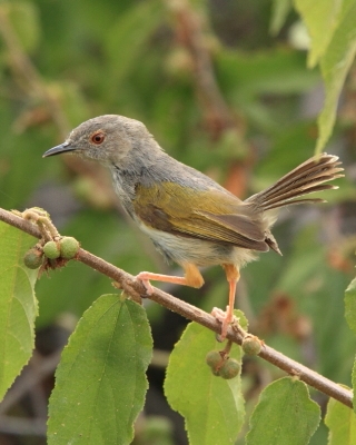 Chwastówkowate - Cisticolidae - Cisticolas