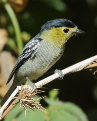 Bekardowate - Tityridae - Tityras