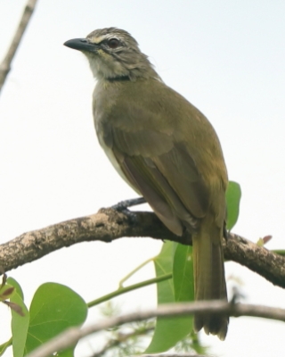 Bilbil białobrewy - Pycnonotus luteolus - White-browed Bulbul
