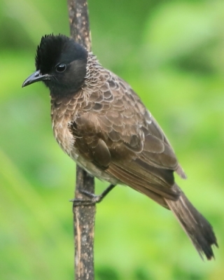 Bilbile - Pycnonotidae - Bulbuls