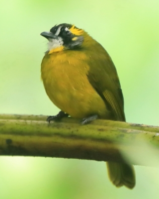 Bilbil żółtouchy - Pycnonotus penicillatus - Yellow-eared Bulbul