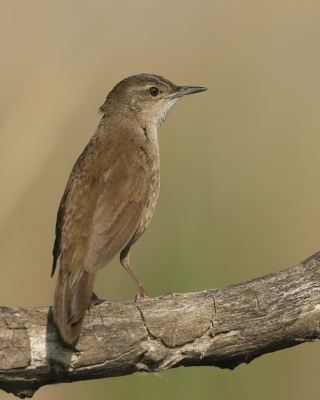Świerszczaki - Locustellidae - Bush Warblers