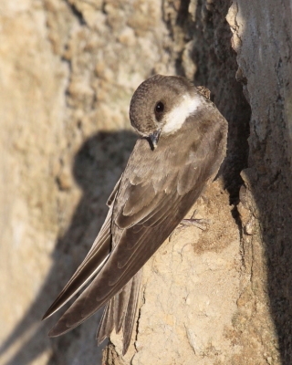 Brzegówka - Riparia riparia - Sand Martin
