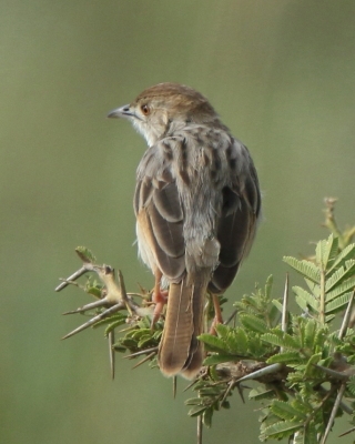 Chwastówka bladogłowa - Cisticola brunnescens - Pectoral-patch Cisticola