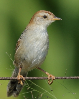 Chwastówka zielna - Cisticola tinniens - Levaillant's Cisticola