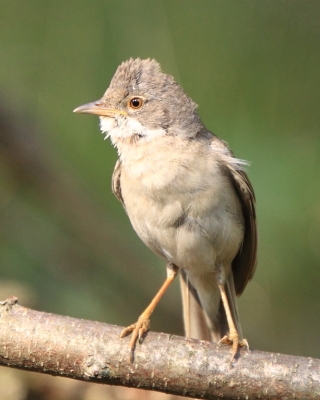 Pokrzewki - Sylviidae - Sylvia Warblers