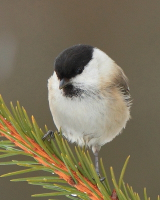 Czarnogłówka - Poecile montanus - Willow Tit
