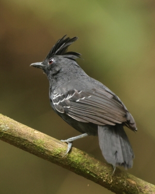Chronkowate - Thamnophilidae - Antbirds