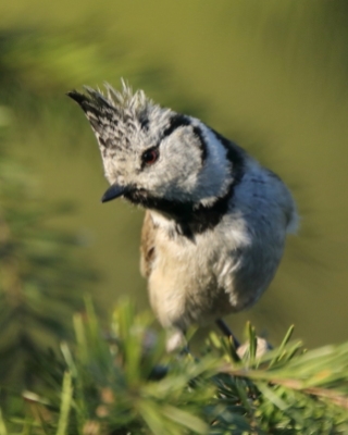 Czubatka - Lophophanes cristatus - Crested Tit