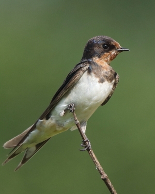 Dymówka - Hirundo rustica - Barn Swallow