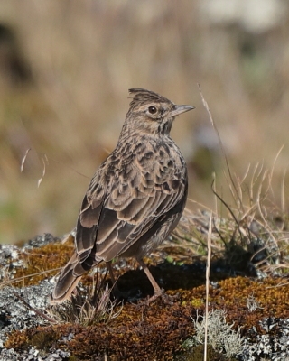 Dzierlatka iberyjska - Galerida theklae - Thekla's Lark