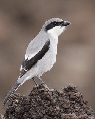Dzierzba śródziemnomorska - Lanius meridionalis - Iberian Grey Shrike