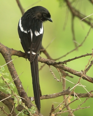 Dzierzba srokata - Lanius melanoleucus - Magpie Shrike