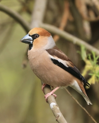 Łuszczakowate - Fringillidae - Finches, Euphonias