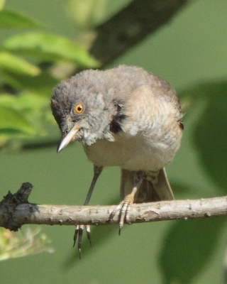 Jarzębatka - Sylvia nisoria - Barred Warbler