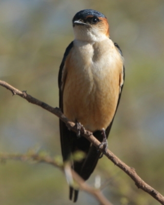 Jaskółka rudawa - Cecropis daurica - Red-rumped Swallow