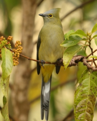 Jedwabniczki - Ptiliogonatidae - Silky-flycatchers