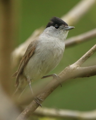 Kapturka - Sylvia atricapilla - Eurasian Blackcap