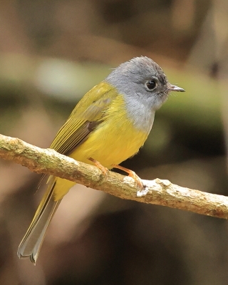 Owadówki - Stenostiridae - Fairy-flycatcher and Crested-flycatchers