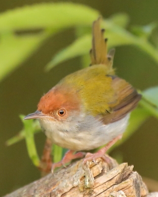 Krawczyk zwyczajny - Orthotomus sutorius - Common Tailorbird