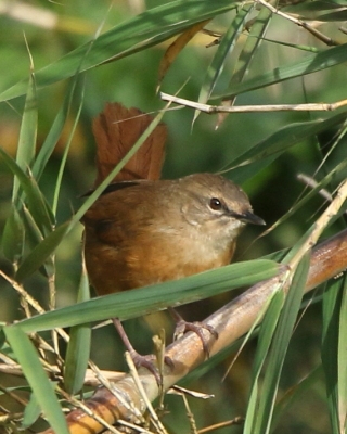Krótkolotka cynamonowa - Bradypterus cinnamomeus - Cinnamon Bracken Warbler