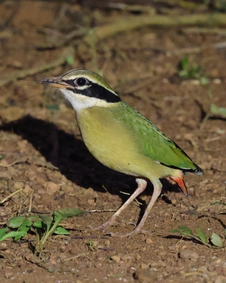 Kurtaczek bengalski - Pitta brachyura - Indian Pitta
